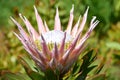 King Protea, Kirstenbosch Botanical Garden, Cape Town, South Africa