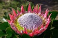 King protea pink flower blooming Royalty Free Stock Photo