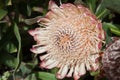 King Protea (Protea cynaroides). Royalty Free Stock Photo