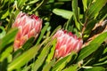 Two large King protea flowers Royalty Free Stock Photo