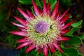 King Protea, Protea cynaroides, Kirstenbosch National Botanical Garden, Newlands, near Cape Town, South Africa Royalty Free Stock Photo