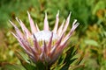 King Protea, Protea cynaroides, Kirstenbosch National Botanical Garden, Newlands, near Cape Town, South Africa Royalty Free Stock Photo