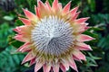 King Protea, South Africa`s national flower Royalty Free Stock Photo