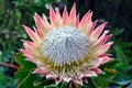 King Protea, South Africa`s national flower