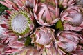 King Protea