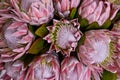 King Protea