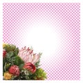 King proteas on pink plaid fabric Royalty Free Stock Photo