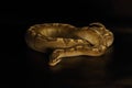 The King python python regius, morph Aquilla Bamboo Enchi