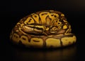 The King python python regius, morph Enchi Bongo Pastel