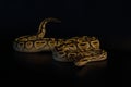 The King python python regius, morph Lesser het Clown