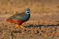 King quail bird