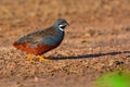 King quail bird