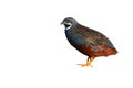 King quail bird