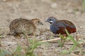 King quail Blue-breasted quail Coturnix chinensis Male and Female Cute Birds of Thailand