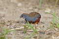 King quail Button Quail Blue-breasted quail Male Eating