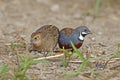 King quail Button Quail Male and Female