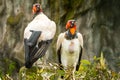 King And Queen Vultures Birds Royalty Free Stock Photo