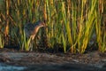 King Rail or Marsh Hen waterbird in a natural environment