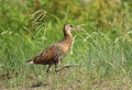 King Rail by the Road II