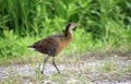 King Rail by the Road