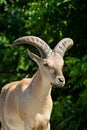 King of the Rocky Mountains of the Caucasus, East Asian Tur Royalty Free Stock Photo