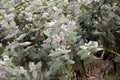 King\'s crown (Calotropis procera) with lavender-coloured flowers and buds : (pix Sanjiv Shukla)