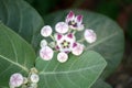 King\'s crown (Calotropis procera) with lavender-coloured flowers and buds : (pix Sanjiv Shukla)