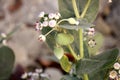 King\'s crown (Calotropis procera) with flowers, buds and seed pods : (pix Sanjiv Shukla)