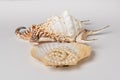 King`s crown shell and pearl shell Royalty Free Stock Photo