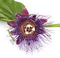 King`s Grenadille, Passiflora quadrangularis