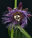 King`s Grenadille, Passiflora quadrangularis