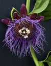 King`s Grenadille, Passiflora quadrangularis