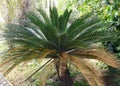 King sago palm tree Royalty Free Stock Photo