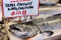 King Salmon On Ice Royalty Free Stock Photo