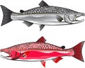 King Salmon Royalty Free Stock Photo