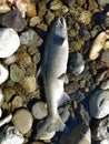 King salmon Royalty Free Stock Photo