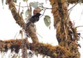 King-of-Saxony Bird-of-paradise