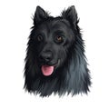 King Shepherd dog digital art illustration isolated on white background. Unitd States origin shepherd dog. Pet hand drawn portrait Royalty Free Stock Photo