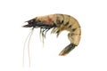 King shrimp Royalty Free Stock Photo