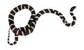 King Snake Isolated Royalty Free Stock Photo