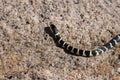 King Snake on the move