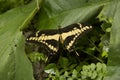 King swallowtail Papilio thoas.