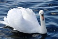 King Swan Royalty Free Stock Photo