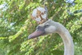 king swan head with crown close up Royalty Free Stock Photo