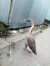 A king Swan Royalty Free Stock Photo