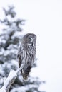 Great grey owl, Strix nebulosa resting on a tree trunk Royalty Free Stock Photo