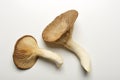 king trumpet mushroom, french horn mushroom