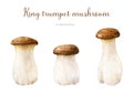King trumpet mushroom hand painted set. Watercolor illustration. Hand drawn Pleurotus eryngii fungus. Edible fresh king