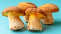 King trumpet mushroom pleurotus eryngii on soft pastel colored background for a delicate touch