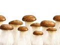 King trumpet mushroom seamless border. Watercolor illustration. Hand drawn Pleurotus eryngii fungus. Edible fresh king